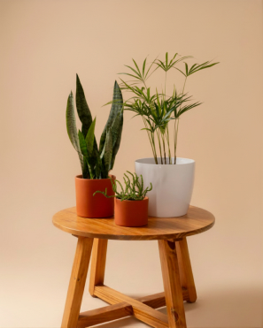 indoor plants dubai