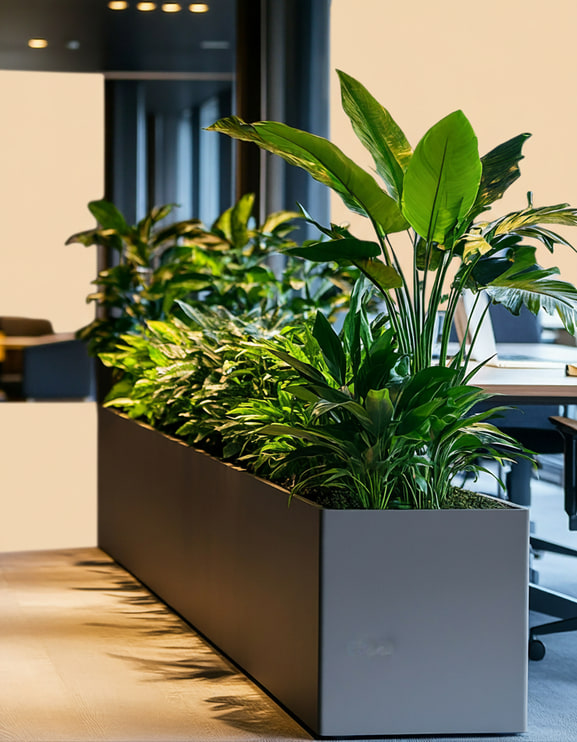 indoor plants dubai