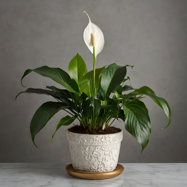 Peace Lily