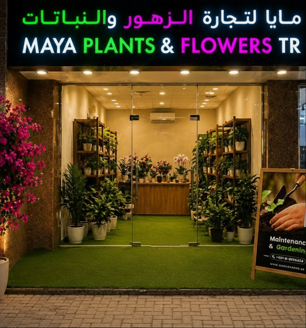 Indoor plants uae