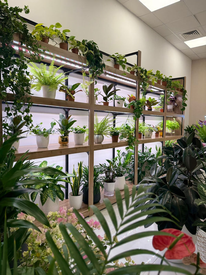 indoor plants dubai