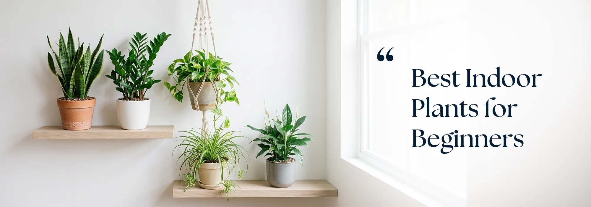 Best indoor plants for beginners