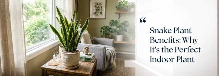 Snake Plant Benefits: Why It's the Perfect Indoor Plant