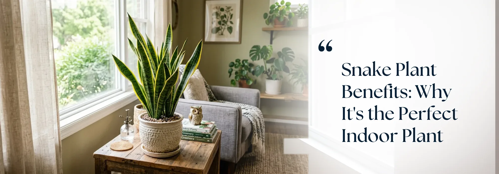 Snake Plant Benefits: Why It's the Perfect Indoor Plant