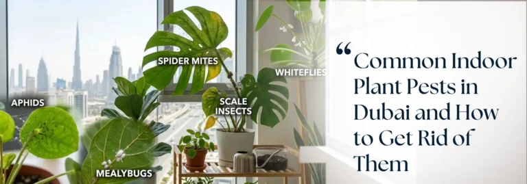 Common Indoor Plant Pests in Dubai and How to Get Rid of Them